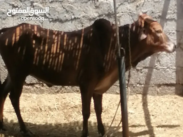 عجل عماني للبيع
