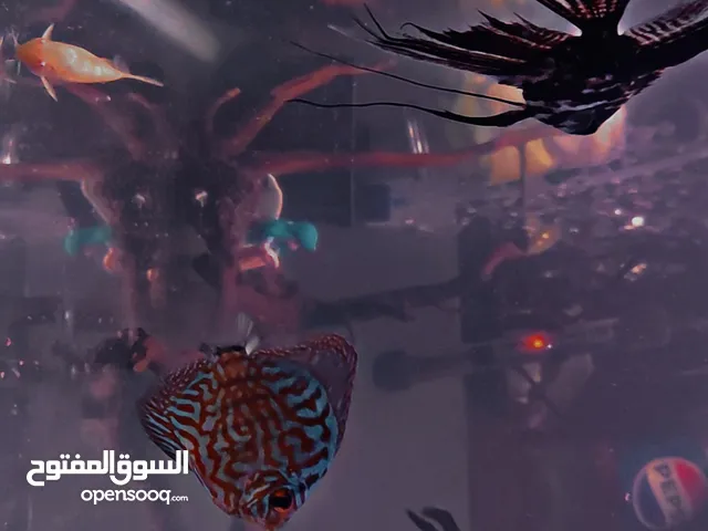 زوج سمك دسكاس مع زوج كناس مع زوج أنجل مع حوض كامل مع جميع ملحقاتة والوصف مهم
