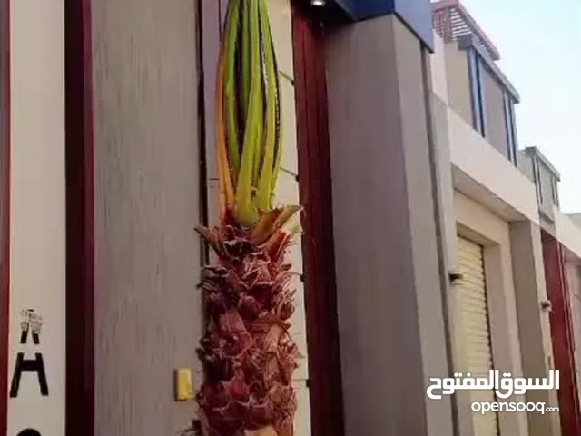 نخل واشنطن زينه بجميع مقاساته المختلفه