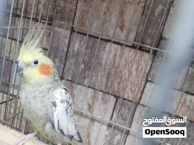 مطلوب جوز كوكتيل 25