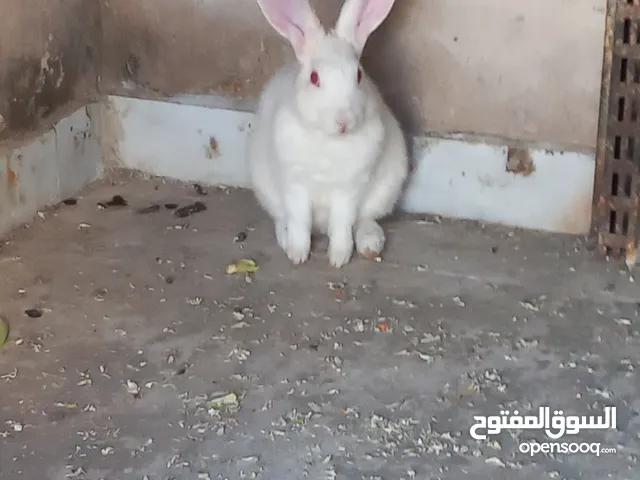 أرانب فرنسي ذكر وانثى والانثى حامل