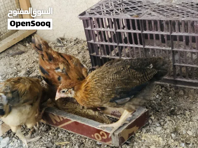 دجاج عرب عمر شهرين