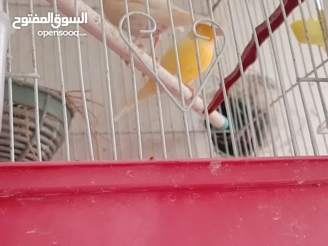 كوم عصافير كنار