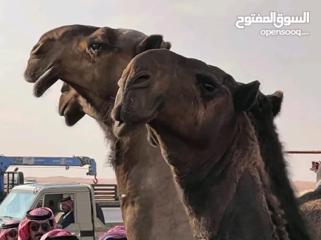 حلاقة وغسيل أبل