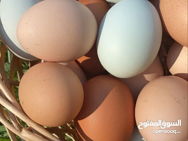 بيض من مزارع الامارات