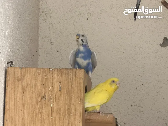جوز بادجي جاهز للانتاج