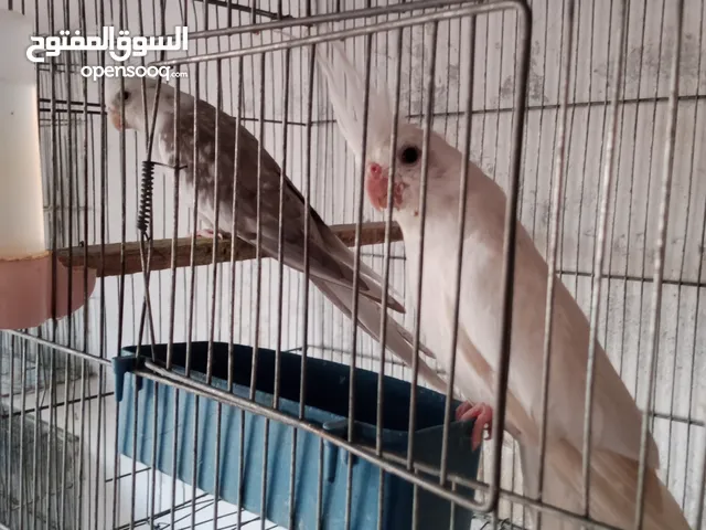 جوز كوكتيل مع فراخ
