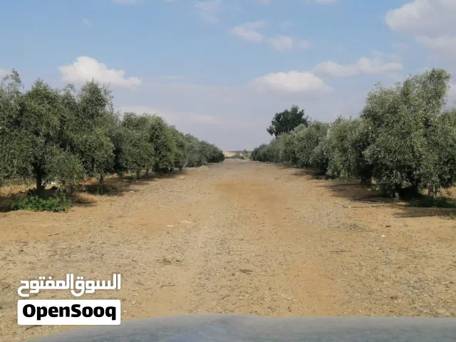 Farm Land for Sale in Zarqa Azraq