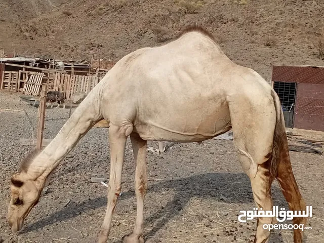 ناقه مدني للبيع