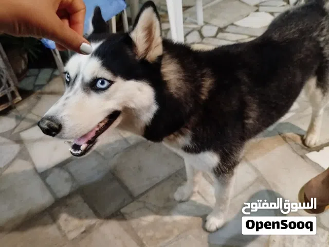 هاسكي أنثى للبيع