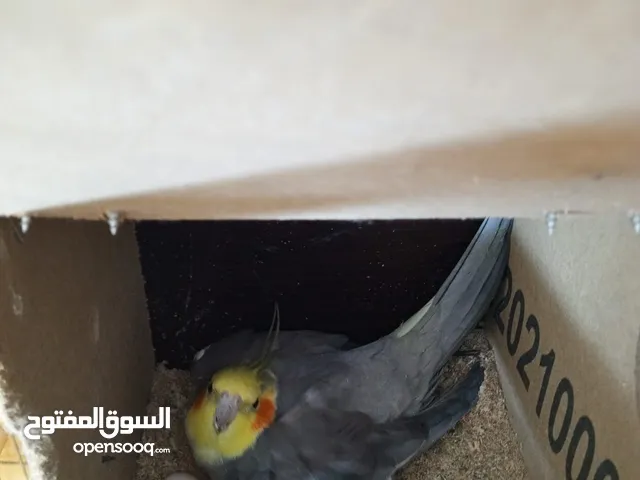 جوز كوكتيل نخب وتحتهم بيض معاهم قفص كاسكو حجم كبير وكوخ بسعر حرق