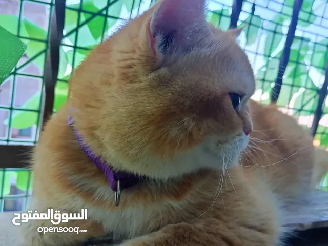 قط سكوتش للبيع