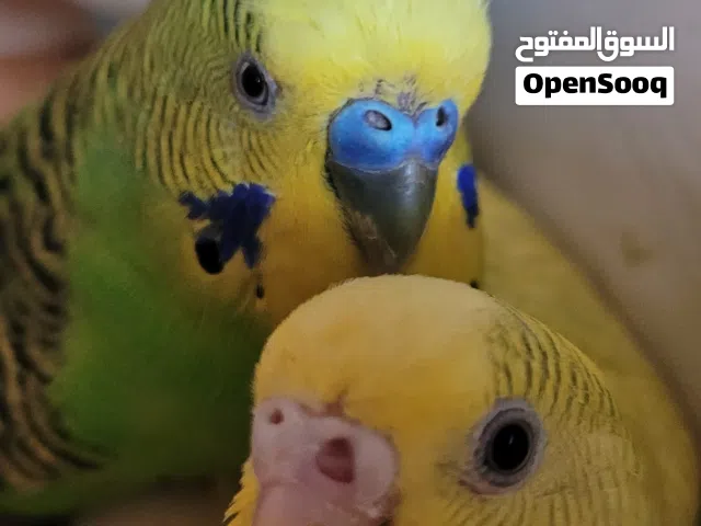 زوج هند منتج  و زوجين مينا للبيع