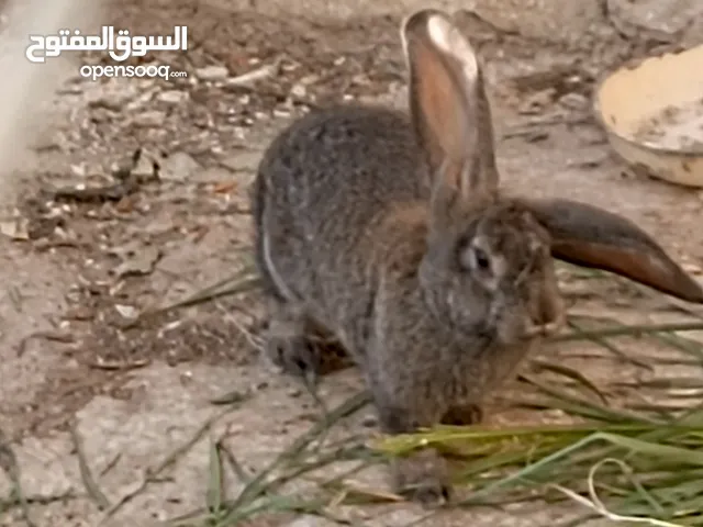 ارانب للبيع او للبدل ع جاج بلدي