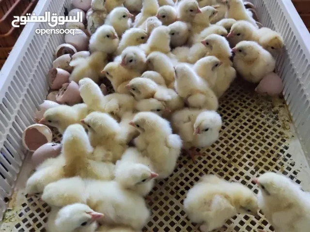صوص لاحم . تسمين / بيض لاحم مخصب