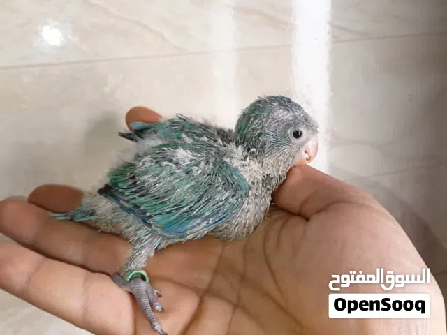 ببغاء كويكر فروخ