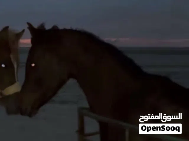 حصان مصري معى اوراقه