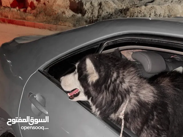 كلب هاسكي السعر 150 قابل لتفاوض