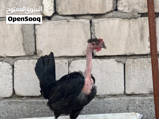 السلام عليكم ديج ودجاجة عرب عمر سنة