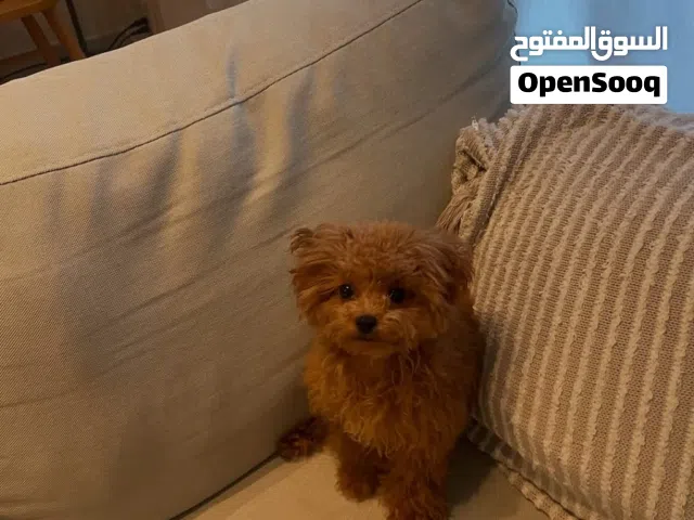 Poodle Puppy