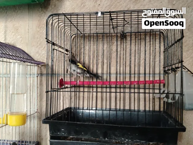 حسون همالايا الصحة ممتازة جالي منقار