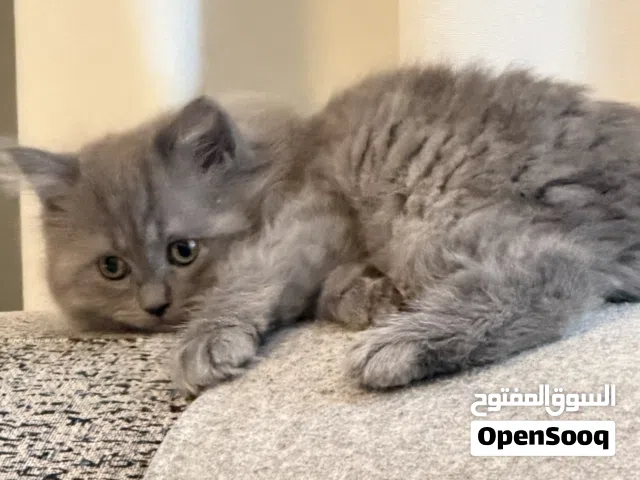 Persian kittens 2