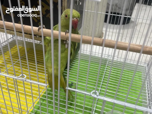 بغبغاء دره لطيف