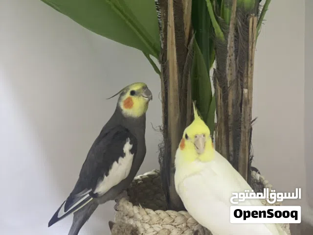 زوج طيور كوكتيل اليفة