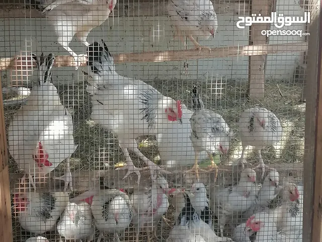 دجاج فرنسي الابيض الكولمبي بيور