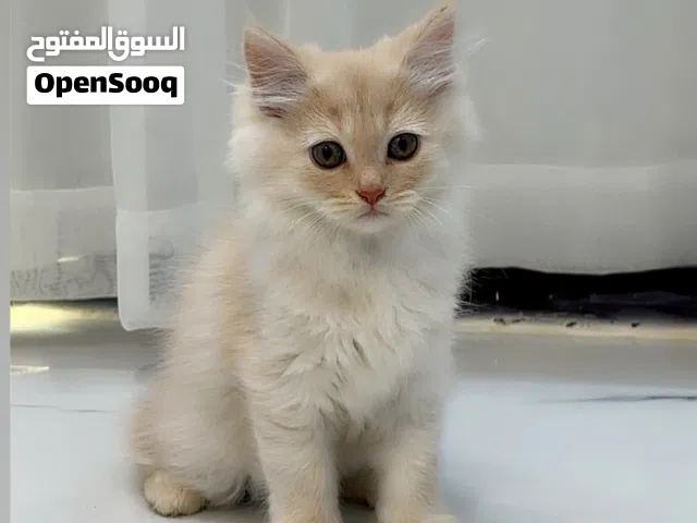 تركش انغورا مكس شيرازي