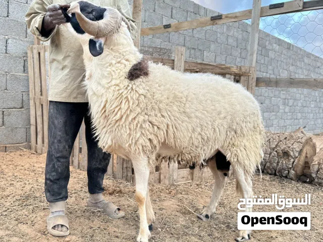 فحل سداس هجيل ومضمون في الغنم