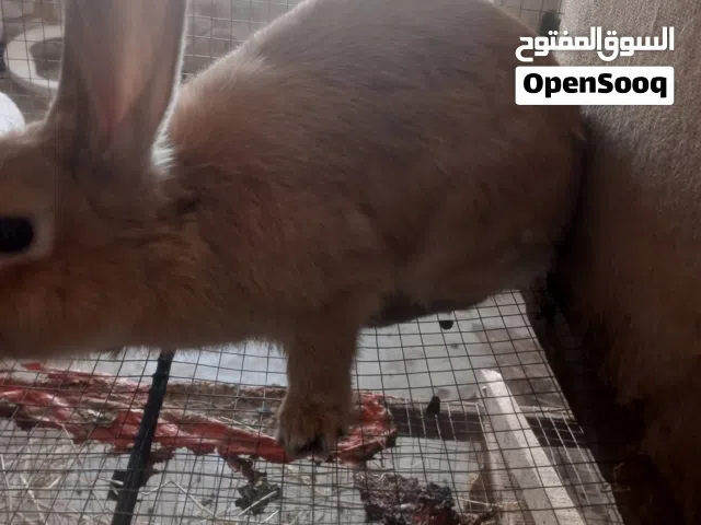 ارنبه عمر تقريبا اربع شهور ما بعرف نوعها بس على عمرها وطول اذانها وزنها عالي بسعر 8 دنانير موجوده بك
