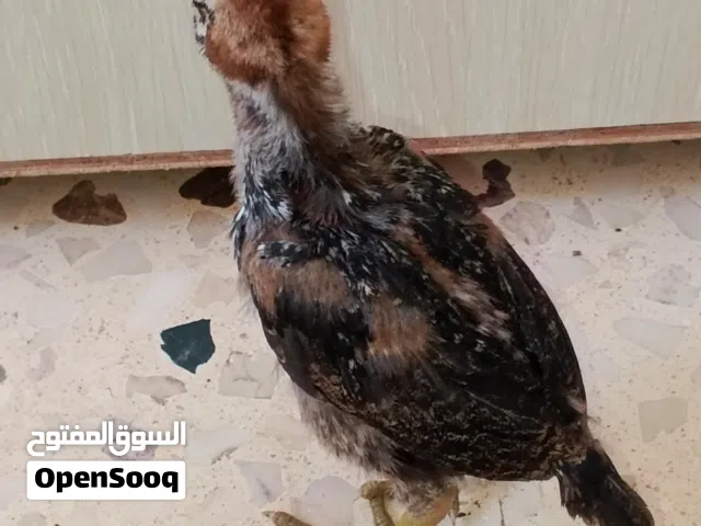 متوفر صيصان بلدي وباكستاني وفي اكمن حبة الماني