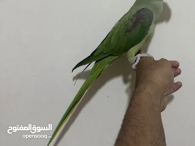 ذكر نيبالي سوبر جامو اليف يتكلم معى القفص