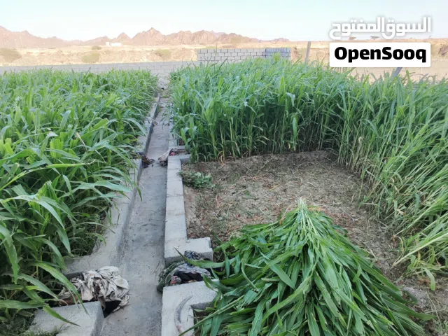 مرومبو سعر الجلبه ريالين