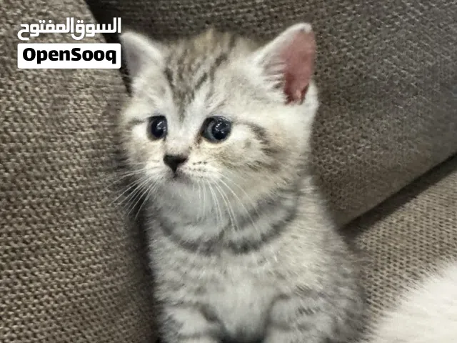 قطط سكوتش ستريت وفولد
