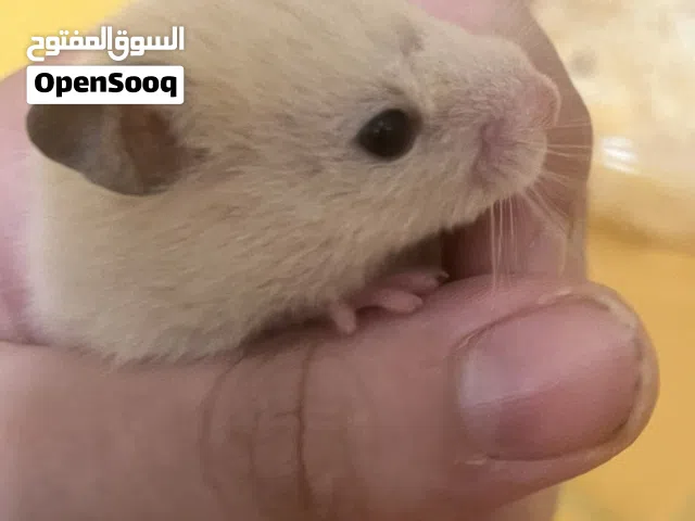 هامستر نوع سوري وسيمه