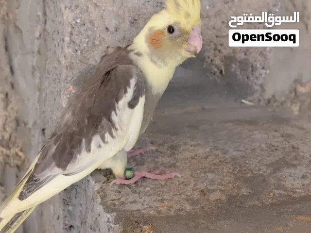 ذكر كوكتيل مروض ريشه تام وخاش على فطام
