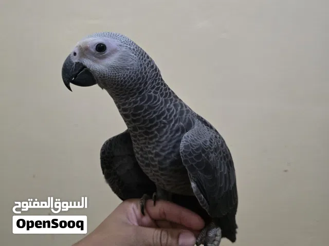 African grey