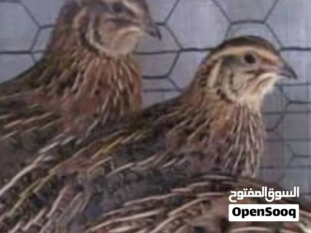 بيع طيور السمان