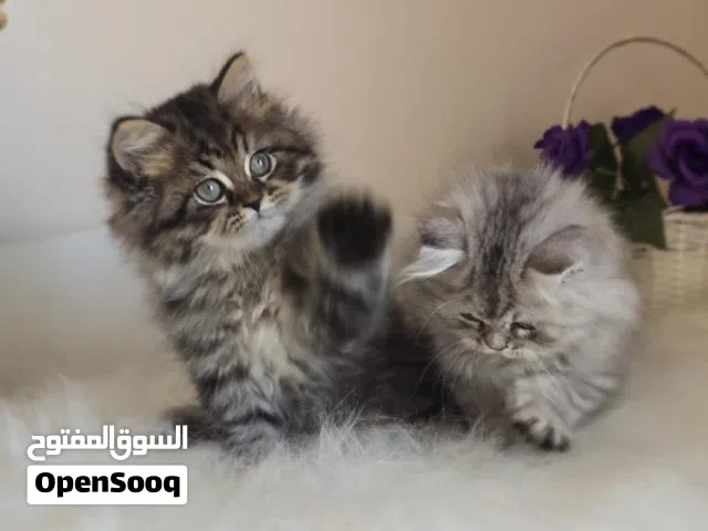 قطط كيوت  بكل الانواعها