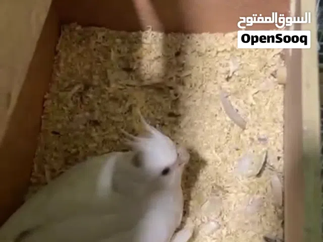 كوكتيل امايات عيون حمر حاليا جواهن بيض جاي تكمل بيض الي يدور ب فلس ونص يعبر المنشور