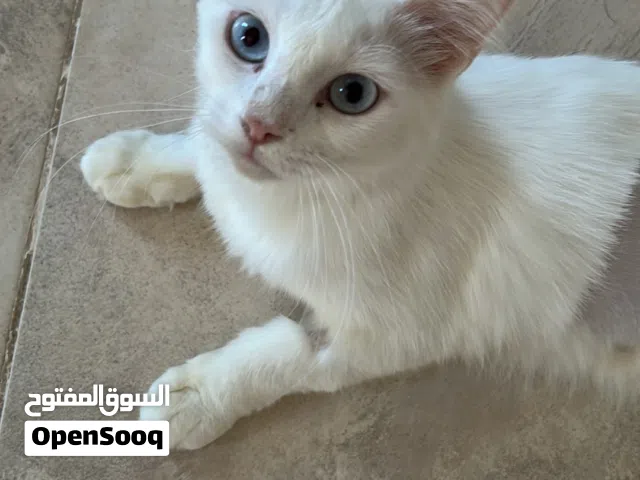 British & Persian Breed - Adoption