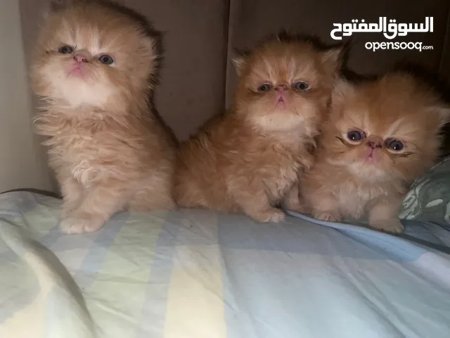 شيرازي ملكي