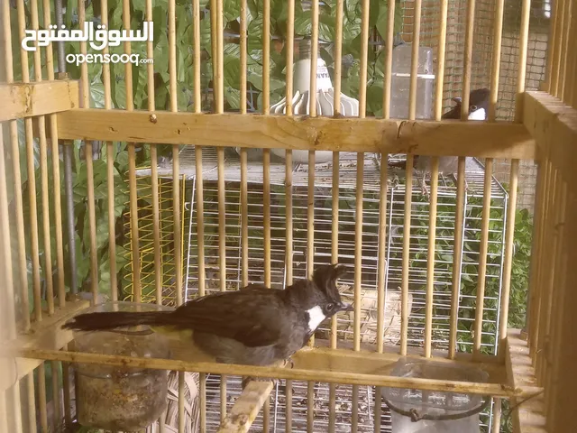 بلابل هملايه