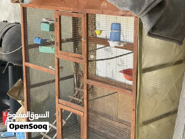 براكه عصافير اقرا الوصف