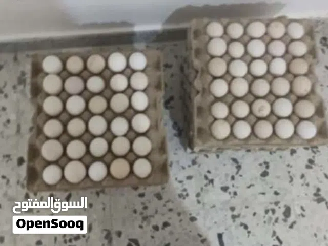 بوجد 2طبق دحي عربي ربي يبارك مخصب