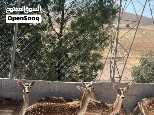 للبيع للبيع غزلان للبيع افتح مشروعك باقل الاسعار