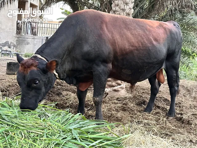 ثور جيرسي و بقرة عمانية سعر الثور 1200 و البقرة 700