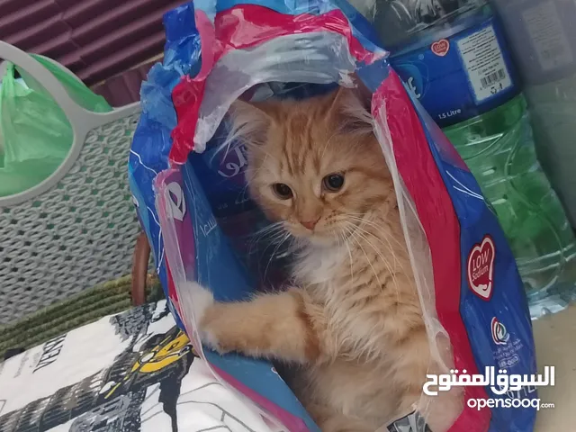 قطط صغيره للتبني عمرها خمس شهور هاديه ونظيفه تحب لعب متعوده علا اكل بيت ودراي فود